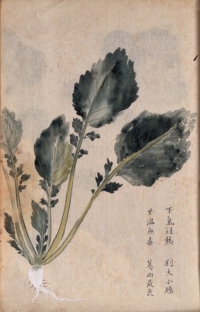 A radish (Raphanus species): root and leaves. Watercolour.