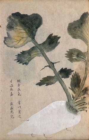 view Parsnip (Pastinaca species): root and leaves. Watercolour.