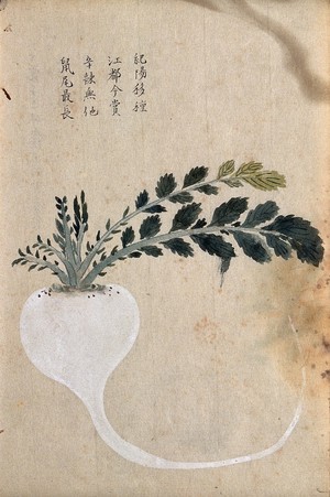 view Turnip (Brassica rapa): root and leaves. Watercolour.