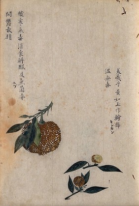 A chinese apple-like fruit known as Li zhi: three fruiting stems. Watercolour.