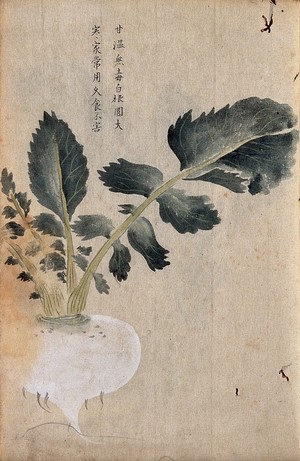 view Turnip (Brassica rapa): root and leaves. Watercolour.