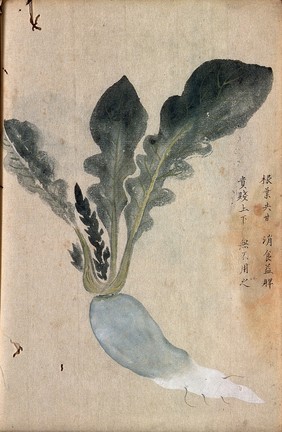 A radish (Raphanus species): root and leaves. Watercolour.