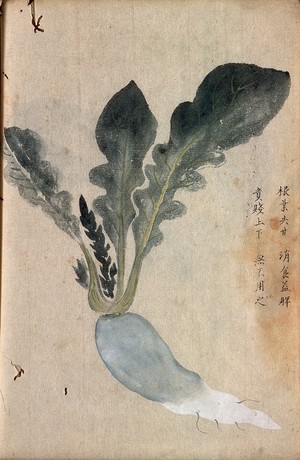 view A radish (Raphanus species): root and leaves. Watercolour.