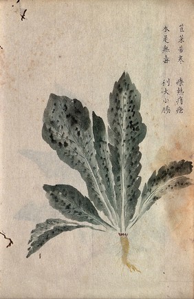 A radish (Raphanus species): root and leaves. Watercolour.