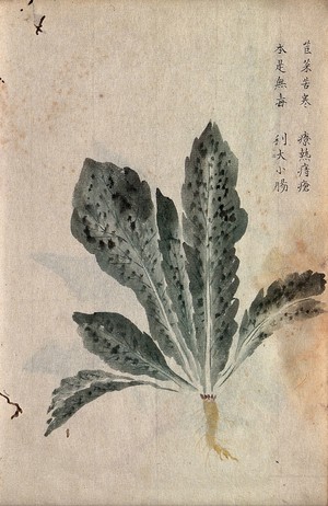 view A radish (Raphanus species): root and leaves. Watercolour.