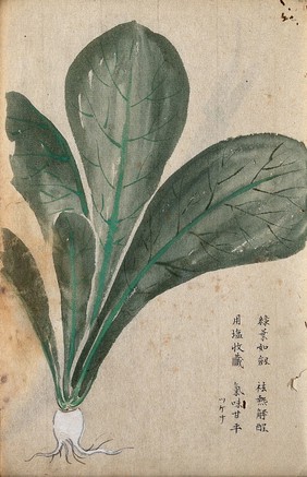 A radish (Raphanus species): root and leaves. Watercolour.