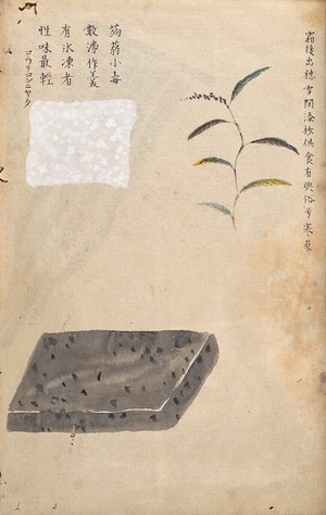 view Water pepper plant (Polygonum hydropiper) and two square segments of a gel-like substance. Watercolour.