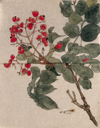 A flowering tree branch, possibly a Caesalpinia species. Watercolour.