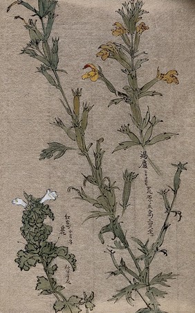 Two plants, possibly louseworts (Pedicularis species): flowering stems. Watercolour.