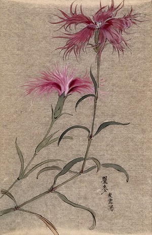 view A pink (Dianthus species): flowering stem. Watercolour.