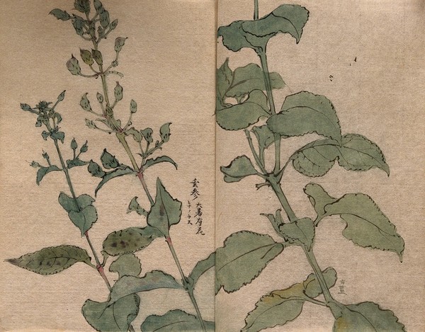 A fruiting plant of the Scrophulariaceae family: stem in two sections. Watercolour.