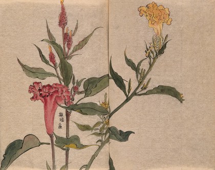 Two plants, one possibly a Celosia species: flowering stems. Watercolour.