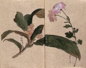 view Two flowering plants, possibly a chrysanthemum and loquat (Eriobotrya japonica). Watercolour.