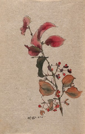 view A plant, possibly an Euonymus species: fruiting branch. Watercolour.