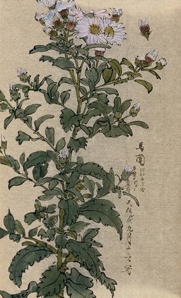 An aster (Aster species): flowering stem. Watercolour.