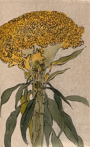 view A plant of the Polygonaceae family: flowering stem. Watercolour.