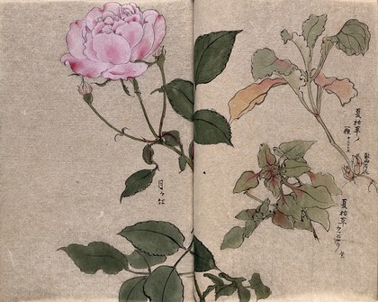 One flowering rose (Rosa species) and two other unidentified plants. Watercolour.
