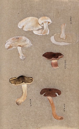 view Four types of fungi, including possible Agaricus and Russula species. Watercolour.