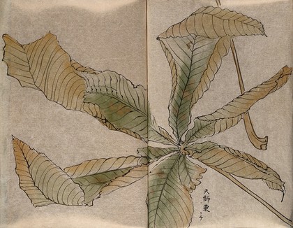 Leaf of Japanese horse chestnut (Aesculus turbinata). Watercolour.