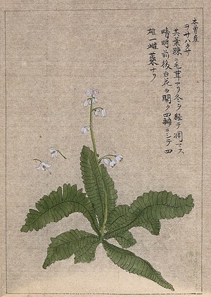 view A plant, possibly of the Primulaceae family: flowering stem. Watercolour.