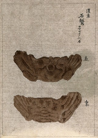 Two fossils of a crab, showing top and underside. Watercolour.