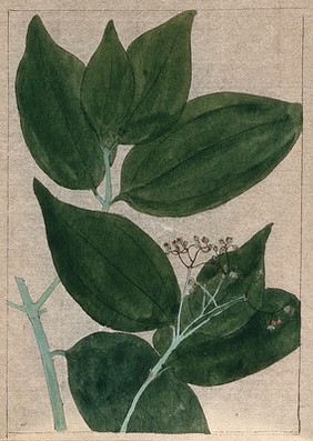 A plant (Clerodendrum species): flowering and leafy stem. Watercolour.