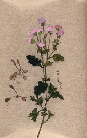 A plant, possibly a garden chrysanthemum (Dendranthema): flowering stem and seedlings. Watercolour.