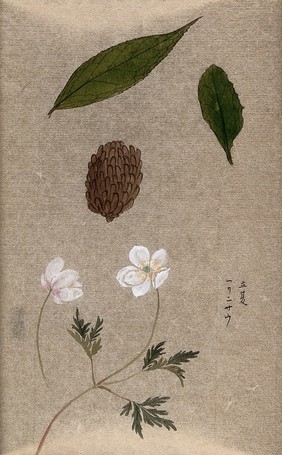 A flowering plant, possibly an anemone, also two leaves and a fruit cluster. Watercolour.