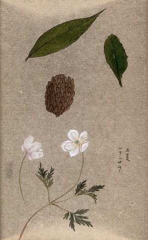 view A flowering plant, possibly an anemone, also two leaves and a fruit cluster. Watercolour.