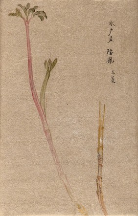 A leafy plant stem, in two sections. Watercolour.