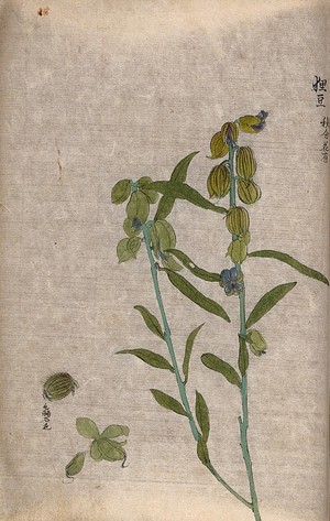 view A plant of the Leguminosae family: flowering stem with separate flower bud and fruit. Watercolour.