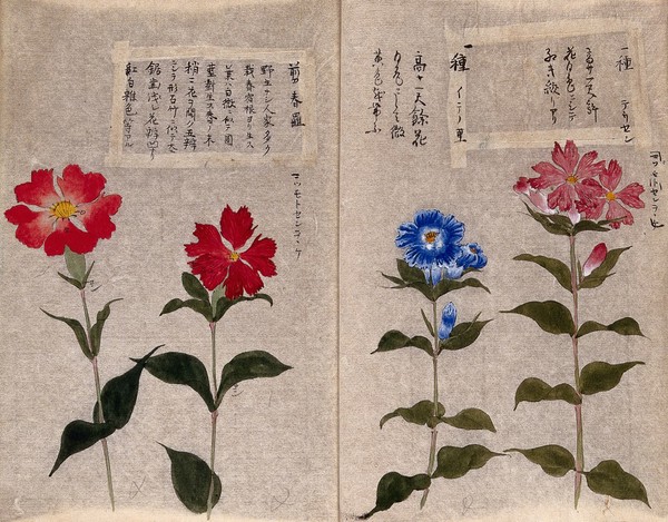Four plants, possibly pinks (Dianthus species): flowering stems. Watercolour.