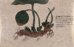 view A plant with creeping tuberous root and large globose fruit. Watercolour.