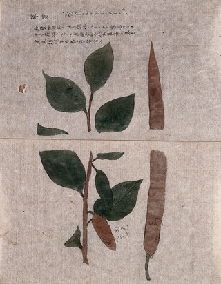 A fruiting tree branch and enlarged single pod. Watercolour.