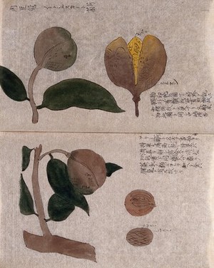 view A Japanese walnut (Juglans ailantifolia): fruiting tree branch with separate opened fruit and nuts. Watercolour.