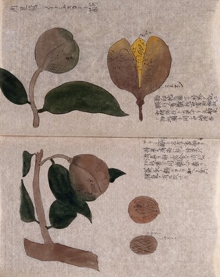 A Japanese walnut (Juglans ailantifolia): fruiting tree branch with separate opened fruit and nuts. Watercolour.