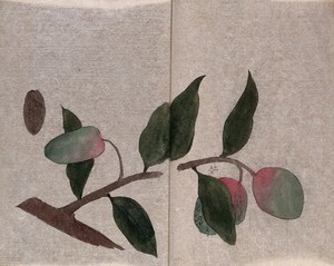 view A stone fruit tree, possibly a plum (Prunus species): fruiting branch and seed. Watercolour.