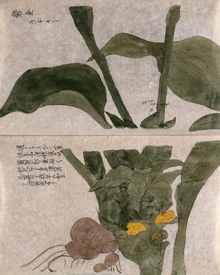A plant, possibly a Roscoea species: flowers, leaves and roots. Watercolour.
