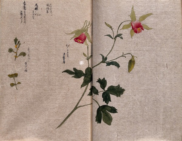 A flowering plant, possibly an Aquilegia species, with two small segments of other plant stems. Watercolour.