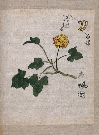 A plant, possibly a knotweed (Polygonum species): flowering stem and leaves. Watercolour.