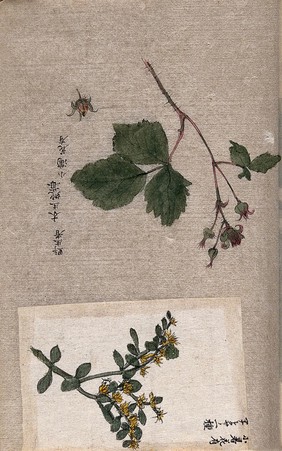 Two plants, possibly a fruiting branch of hawthorn (Crataegus) and a stem of dodder (Cuscuta). Watercolour.