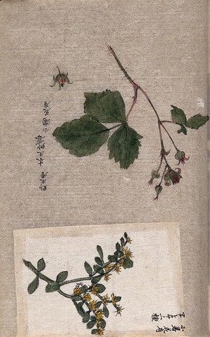 view Two plants, possibly a fruiting branch of hawthorn (Crataegus) and a stem of dodder (Cuscuta). Watercolour.