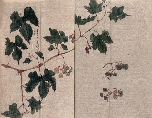 A grape vine (Vitis species): fruiting stem with separate leaves and fruit. Watercolour.
