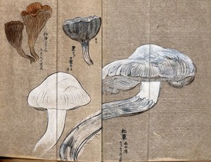 view Three types of fungi, including a Cantharellus species. Watercolour.