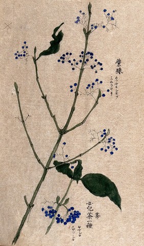 A fruiting plant, possibly a Callicarpa species. Watercolour.