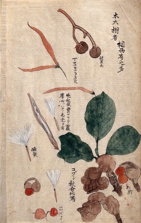 Fruits, seeds and leaves of a plant possibly in the Apocynaceae family. Watercolour.