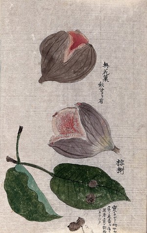 view A fig plant (Ficus carica): fruits and leaves. Watercolour.