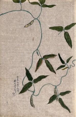 view A climbing leguminous plant: leafy stem with pods. Watercolour.