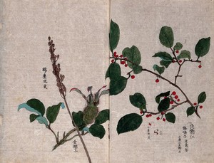 view Three fruiting plant stems, including a rose, a liliaceous plant and a tree with red berries. Watercolour.