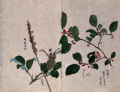 Three fruiting plant stems, including a rose, a liliaceous plant and a tree with red berries. Watercolour.